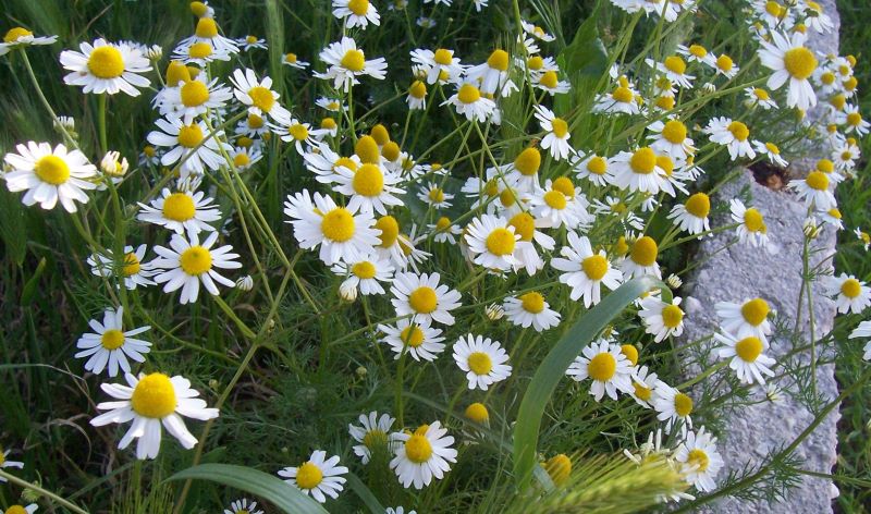  Image name: camomilla4.jpg 
 width: 800 pixel 
 height: 472 pixel 
 Size: 128570 bytes 
 Click to enlarge 